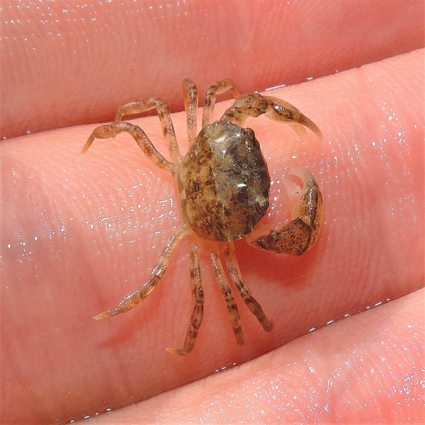 Harris Mud Crab (Rhithropanopeus harrisii) Oklahoma Department of